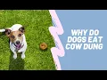 Why do dogs eat cow dung
