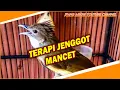 Lagu TERAPI JENGGOT MACET DENGAN SUARA BESETAN DISAAT HUJAN