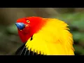 Download Lagu Fascinating Colours of the Animal Kingdom | BBC Earth
