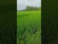 Download Lagu góc bình yên