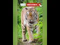 Download Lagu Tiger_call New 2023_Best Ringtone_Animal sound