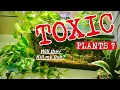 Are Houseplants TOXIC to a FISH TANK