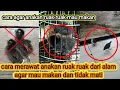 Lagu Cara merawat ANAK burung RUAK RUAK YANG Baru DAPAT DARI ALAM AGAR TETAP HIDUP DAN MAU MAKAN VOER