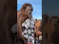 Download Lagu 😱Camel Wearing an Ice Necklace in the Desert‼️