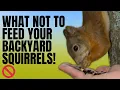 What do Squirrels Eat - What to Feed Squirrels