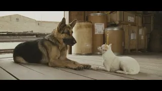 rich dog chihuahua and stray dog german sheperd went from prada to the streets movie recap