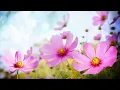 Morning Relaxing Music - Happy and Positive Energy (Diana)
