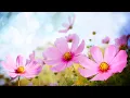 Download Lagu Morning Relaxing Music - Happy and Positive Energy (Diana)