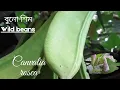 Download Lagu Wild beans|Canavalia plant| Canavalia rosea| fabaceae