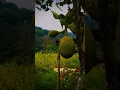 Download Lagu ADA BUAH NANGKA BUAT DI SAYUR BARAYA SUNDAKU PADESAAN KAMPUNG