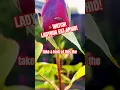WATCH THIS LADYBUG SWALLOW THIS APHID