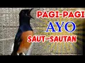 Download Lagu PAGI-PAGI BIKIN MURAI BATU GACOR, PANCINGAN MURAI BATU GACOR BIKIN CEPAT BUNYI SAUT-SAUTAN