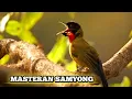 Lagu SAMYONG GACOR || MASTERAN BURUNG