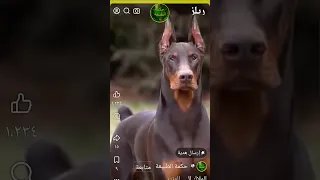 دوبرمان الوفي و الصاحب عند الحاجه ارحم من بعض البشر بعرف طروفك وبنساك  دوبرمان الوفي و الصاحب عند الحاجه ارحم من بعض البشر بعرف طروفك وبنساك