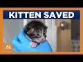 Kitten rescued after falling from car on I-17 in Phoenix