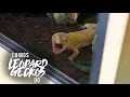 Download Lagu 16 Things That Leopard Geckos Do!