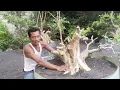 Download Lagu Cek Harga bahan bonsai kimeng programan Wa 082 333 810 389