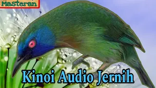 animasi burung kinoi jernih gunakan isian kinoi ini agar kinoi anda gacor kinoi kinoigacor