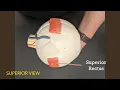 Nervous System Anatomical Models Virtual Flash Cards