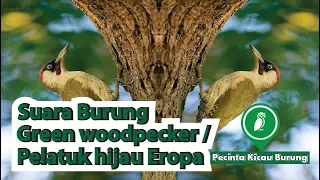 suara burung woodpecker kicau burung pelatuk