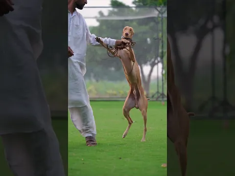 Super Speed Racing Dogs / Super Speed Track Racing Dogs #racing @ExplorePotohar