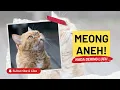 Download Lagu Meow Meow Nada Dering Aneh Untukmu! Suara Kucing Aneh Yang Unik Buat Notifikasi Whasapp