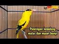 Download Lagu Kepodang gacor | kicau suara burung podang kuning ini cocok buat pancingan kepodang agar bunyi