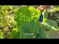 Download Lagu 香瓜种植想高产，记住一口诀，主枝剪1刀一棵苗能结12个大甜瓜