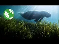 Protecting Belize s Manatees