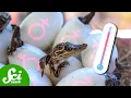 Will Climate Change Turn More Reptiles Female