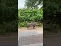 Download Lagu PUMBA ON THE MOVE #pumba #pumbaa #warthog #lionking #timon #warthogs #natureismetal #funnyanimals