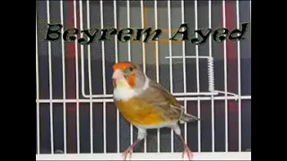 الشيخ الهامل اغنية حزينة جدا يا المقنين ماراكش فالهم وحدك 