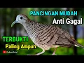 Download Lagu Perkutut Lokal Alam Gacor Suara Pancingan Terbukti Paling Ampuh #perkututlokalgacor #perkutut 