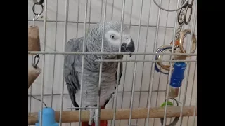 تعليم الكاسكو على الكلام بطريقة سهلة  عالم طيور الحب دندنها