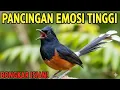 Suara Pancingan Murai Batu Emosi Tinggi – Dijamin Langsung Bongkar Isian!