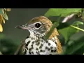 Download Lagu Wood Thrush Song