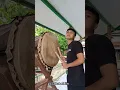 Download Lagu PAMER BEDUG BUAT TAKBIRAN,TERNYATA ADA BULEDUG BESAR DARI TUREN BESTIEE