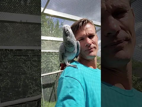 Mluvící papoušek žako Adélka