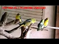 Download Lagu Burung Sirtu Jantan Betina Paling Gacor // 3 Betina VS 1 Pejantan Tangguh
