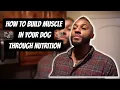 Building Muscle on your Dog through Nutrition
