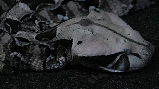 Deadly Snakes A trip to the Cape Fear Serpentarium