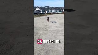 #Fyp #dream #doberman #pets #youtube