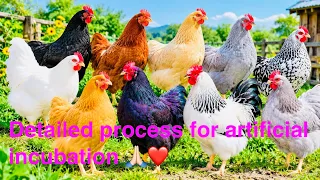 Artificially incubating White chicks π£#whitechicks #whitechickens #chickenvideo #cutechicks