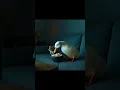 Download Lagu Duck \u0026 Mouse Binge-Watch Together! | Cutest TV Duo
