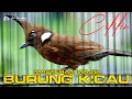 Download Lagu MASTERAN CILILIN GACOR MASTERAN WAJIB BURUNG KICAU KONCIAN MENANG DI ATAS GANTANGAN