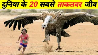  20 most powerful animals