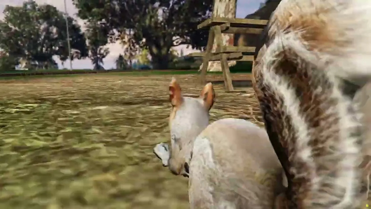Squirrel