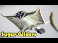 Sugar Glider as Pet - Sugar Glider Facts