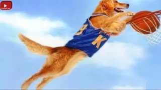كلب عبقري بيلعب كرة سلة وبيشارك مع فريق وبيكسب بطولة أمريكا ملخص فيلم Air Bud 