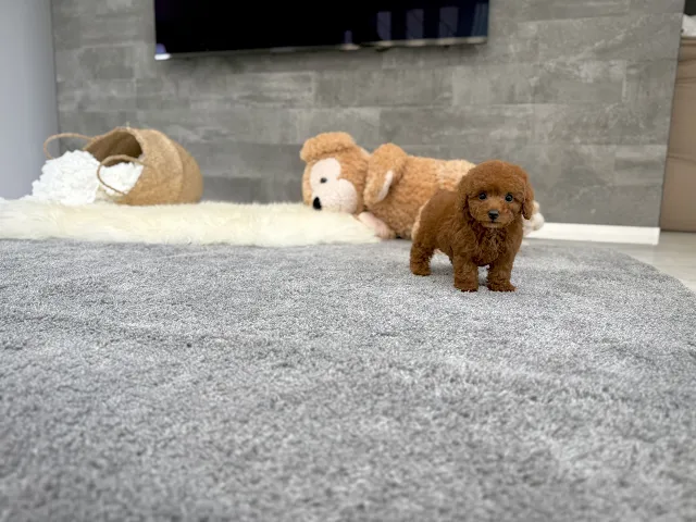 動画